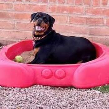 Rescue Rottweiler Dogs for Adoption in Green Valley, Arizona - Nala | PetCurious