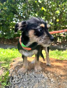 Hound and Yorkshire Terrier Dogs Available for Adoption in Margate, Florida - MARGO | PetCurious