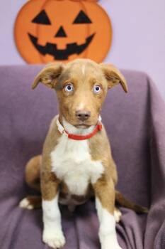 Merv in NH. Come Meet our Adoptable Dogs Wednesday-Saturday. Mor -  Australian Shepherd Dog for Adoption in Manchester, New Hampshire - Merv In NH. Come Meet Our Adoptable Dogs Wednesday-Saturday. Mor | PetCurious