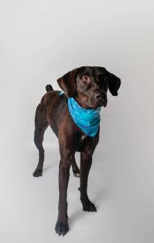 Wigeon -  Labrador Retriever and Pointer Dog for Adoption in Plaquemine, Louisiana - Wigeon | PetCurious