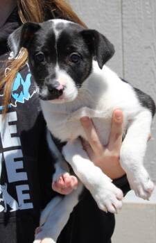 Border Collie and Mixed Breed Dogs Available for Adoption in Vacaville, California - Funyon | PetCurious
