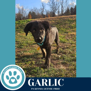 Rescue German Shepherd Dog Dogs for Adoption in Kimberton, Pennsylvania - Garlic (Spice Pups) 110825 | PetCurious