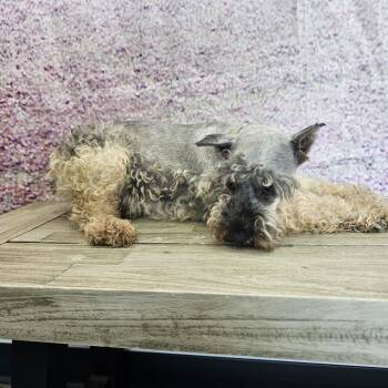 Lunar -  Miniature Schnauzer Dog for Adoption in Normal, Illinois - Lunar | PetCurious