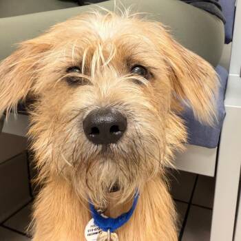 Tito -  Terrier and Mixed Breed Dog for Adoption in Raleigh, North Carolina - Tito | PetCurious