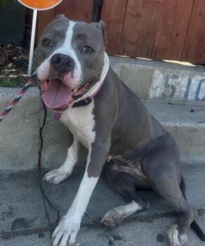 Rescue Pit Bull Terrier Dogs for Adoption in Temecula, California - Lizzie | PetCurious