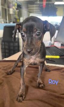 Miniature Pinscher and Mixed Breed Dogs Available for Adoption - Roy | PetCurious
