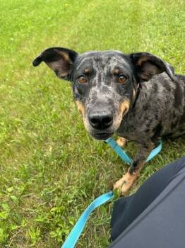 Rescue Mixed Breed Dogs for Adoption in Mandan, North Dakota - Gem | PetCurious