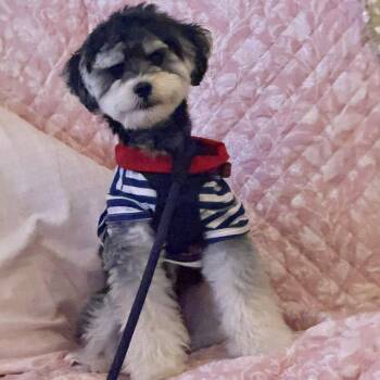 George 2026 -  Maltese and Poodle Dog for Adoption in Cincinnati, Ohio - George 2026 | PetCurious