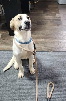 Rocky (124-26) -  Coonhound Dog Available for Adoption in Cambridge, Ohio - Rocky (124-26) | PetCurious