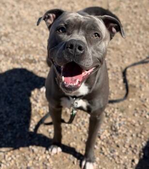 Pit Bull Terrier Dogs Available for Adoption in Fruit Heights, Utah - Chief Wallabee | PetCurious