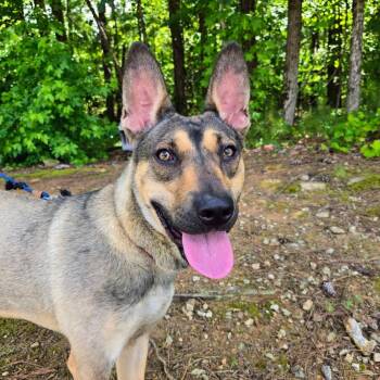 Sandy -  Mixed Breed Dog Available for Adoption in Douglasville, Georgia - Sandy | PetCurious