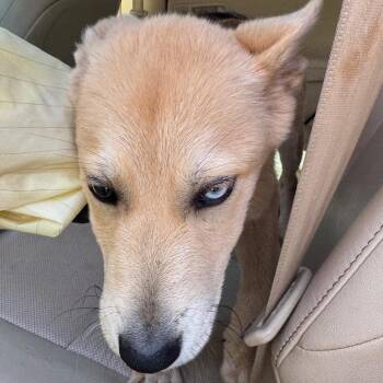 Mixed Breed Dogs Available for Adoption - Bingo | PetCurious