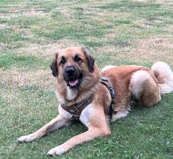 Kenji -  Anatolian Shepherd and Great Pyrenees Dog for Adoption in Mckinney, Texas - Kenji | PetCurious