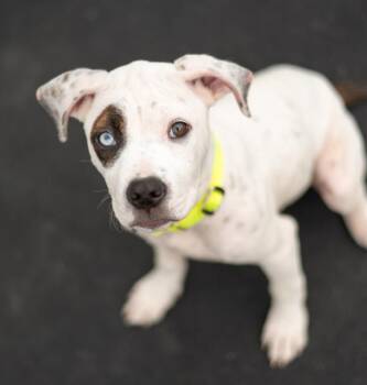 Lilac -  Pit Bull Terrier Dog Available for Adoption in Stratham, New Hampshire - Lilac | PetCurious