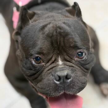 Porkchop -  English Bulldog Dog for Adoption in Lake Jackson, Texas - Porkchop | PetCurious