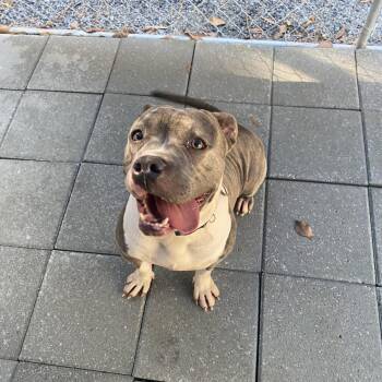 Rescue Bull Terrier and American Bully Dogs for Adoption in Emporia, Virginia - Millie | PetCurious