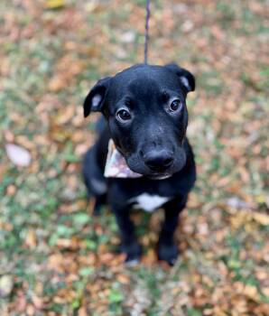 Rescue Mixed Breed Dogs for Adoption in Upper Sandusky, Ohio - Jackson | PetCurious