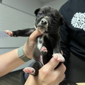 Tortellini -  Shepherd and Pit Bull Terrier Dog for Adoption in East St. Louis, Illinois - Tortellini | PetCurious