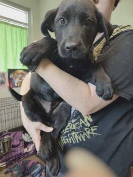Labrador Retriever and Black Labrador Retriever Dogs Available for Adoption - Mike | PetCurious