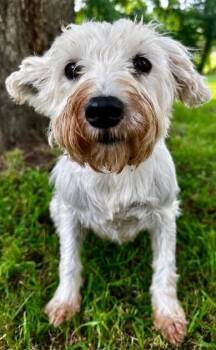 Sky -  Schnauzer Dog for Adoption in Washington, District Of Columbia - Sky | PetCurious