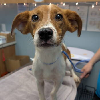 Rescue Beagle Dogs for Adoption in New Castle, Delaware - Andrew | PetCurious