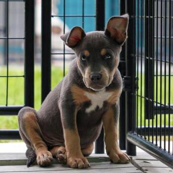 Everett -  Mixed Breed Dog for Adoption in Bradenton, Florida - Everett | PetCurious