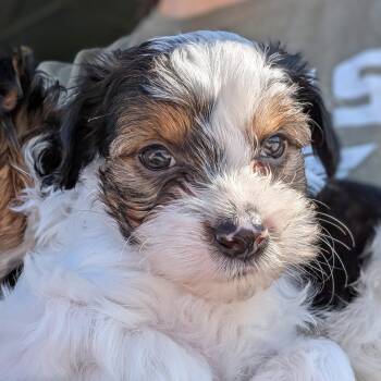 Cheerio -  Maltese and Miniature Schnauzer Dog Available for Adoption in Fort Collins, Colorado - Cheerio | PetCurious