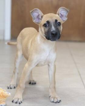 Jackie -  Mixed Breed Dog for Adoption in Bedford, Indiana - Jackie | PetCurious