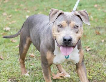 Rescue Pit Bull Terrier Dogs for Adoption in Slidell, Louisiana - Frank | PetCurious