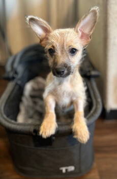 Rescue Chihuahua Dogs for Adoption in Visalia, California - BeBe | PetCurious