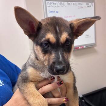 Akela -  German Shepherd Dog Dog for Adoption in Goleta, California - Akela | PetCurious