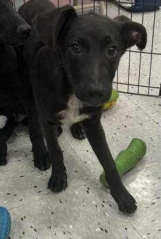 Rescue Labrador Retriever Dogs for Adoption in Palatine, Illinois - Lolllie | PetCurious