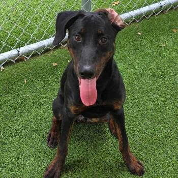 Benji -  Doberman Pinscher Dog for Adoption in Newport, Washington - Benji | PetCurious