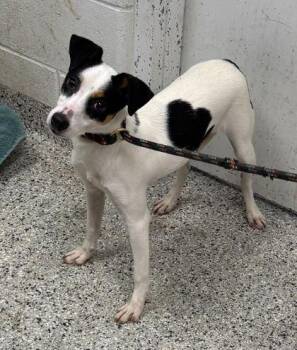 Terrier and Mixed Breed Dogs Available for Adoption in Kansas City, Missouri - Rattata | PetCurious