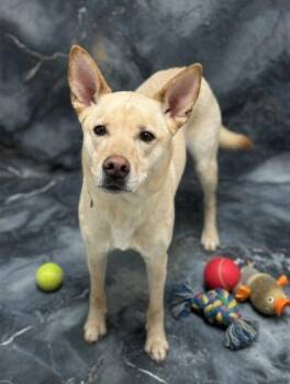 Labrador Retriever and Mixed Breed Dogs Available for Adoption - Lillie~SPONSORED! | PetCurious
