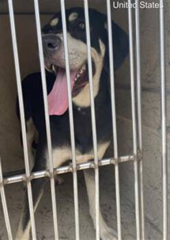TONGA -  Labrador Retriever Dog for Adoption in Indianapolis, Indiana - TONGA | PetCurious