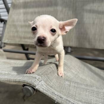 Telemachus -  Chihuahua Dog for Adoption in Russiaville, Indiana - Telemachus | PetCurious