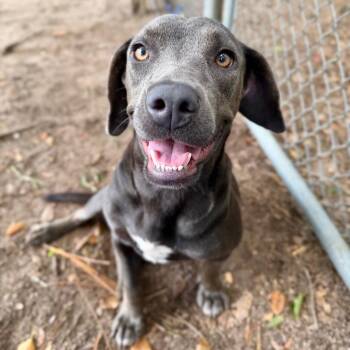 Juliet -  Mixed Breed Dog for Adoption in Milton, Florida - Juliet | PetCurious