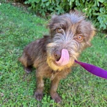 Ms. Pixie Piper -  Wirehaired Terrier and Wirehaired Dachshund Dog for Adoption in Ridgefield, Washington - Ms. Pixie Piper | PetCurious