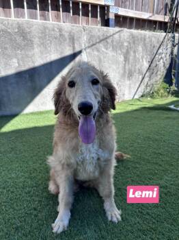 Lemi -  Goldendoodle Dog for Adoption in Semmes, Alabama - Lemi | PetCurious