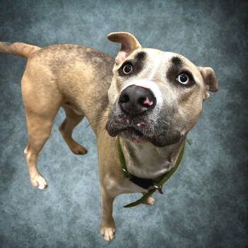 Rescue Mixed Breed Dogs for Adoption in Chattanooga, Tennessee - Louie | PetCurious