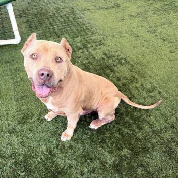 Rocco -  Pit Bull Terrier Dog for Adoption in Pasadena, California - Rocco | PetCurious