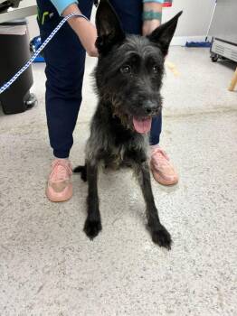 Terrier Dogs Available for Adoption in Marietta, Georgia - Dawn | PetCurious