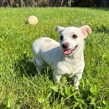 Sheeba -  Chihuahua Dog for Adoption in Fort Wayne, Indiana - Sheeba | PetCurious