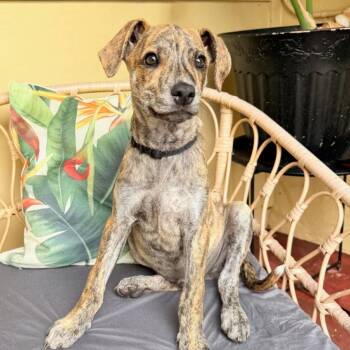 Bingo -  Coonhound Dog for Adoption in Wahiawa, Hawaii - Bingo | PetCurious