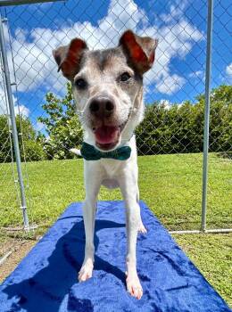 Zippy -  Jack Russell Terrier and Mixed Breed Dog for Adoption in Cape Coral, Florida - Zippy | PetCurious