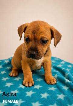 Astra -  Mixed Breed Dog for Adoption in St. Augustine, Florida - Astra | PetCurious