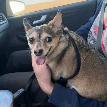 Buddy -  Chihuahua Dog for Adoption in Mount Carroll, Illinois - Buddy | PetCurious