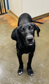 Stout -  Great Dane and Labrador Retriever Dog for Adoption in Council Bluffs, Iowa - Stout | PetCurious