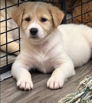 Big Al - NC -  Australian Cattle Dog Blue Heeler Dog for Adoption in VERNON ROCKVL, Connecticut - Big Al - NC | PetCurious